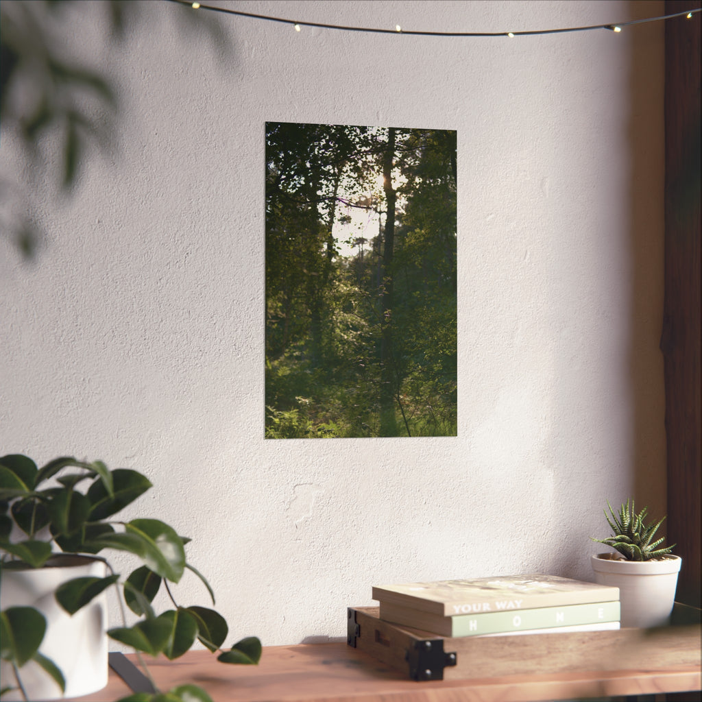 Forest Light Fine Art Poster — Sunlit Woodland Photography Wall Art