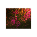 Kunstdruck — Stimmungsbild Pink Wildblumen Fotografie