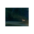 Swan at Dusk Fine Art Poster — Serene Lake Wall Art