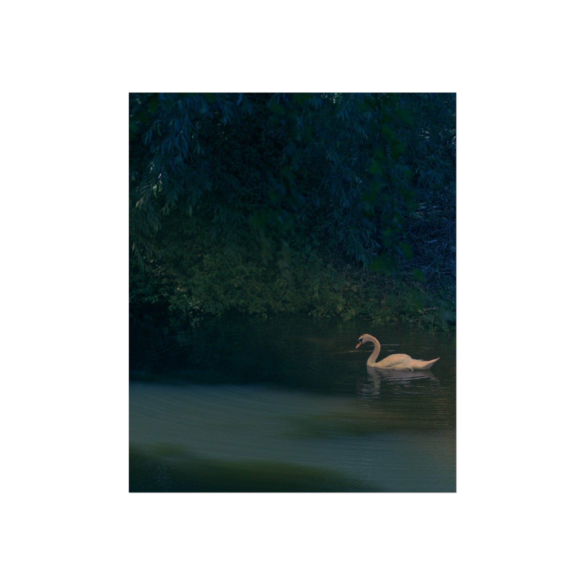 Swan at Dusk Fine Art Poster — Serene Lake Wall Art