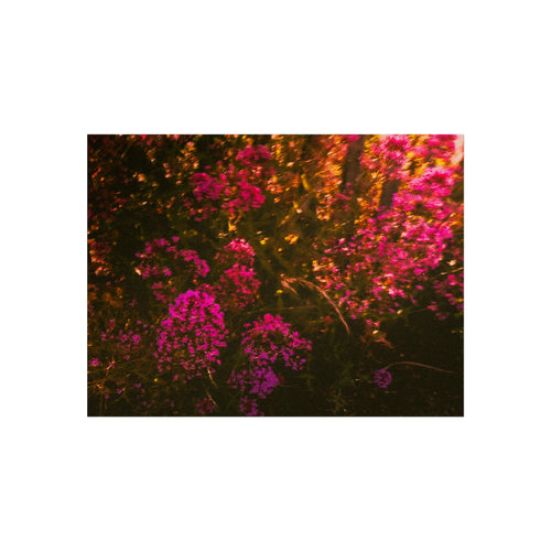 Kunstdruck — Stimmungsbild Pink Wildblumen Fotografie
