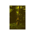 Fine Art Poster — Solitary Figure in Sunlit Forest, Moody Green Photography Print