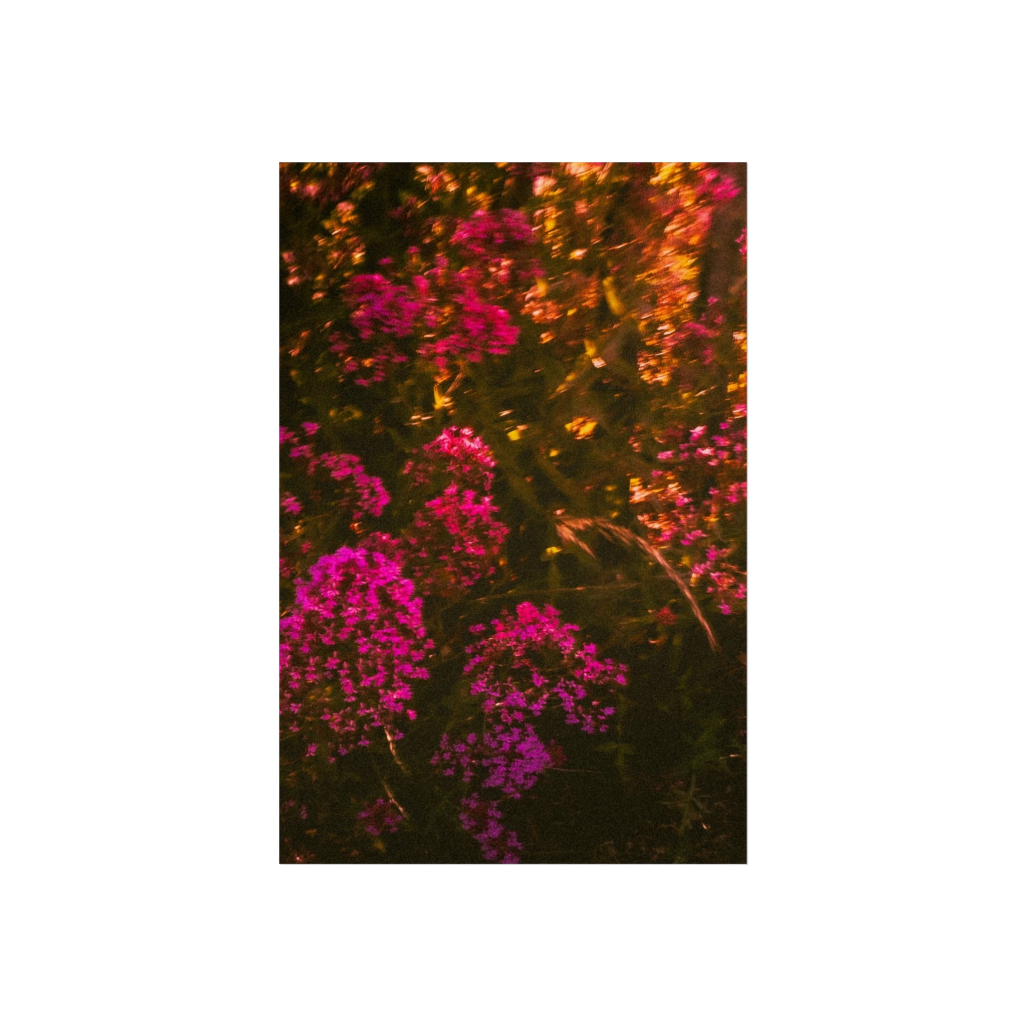 Kunstdruck — Stimmungsbild Pink Wildblumen Fotografie