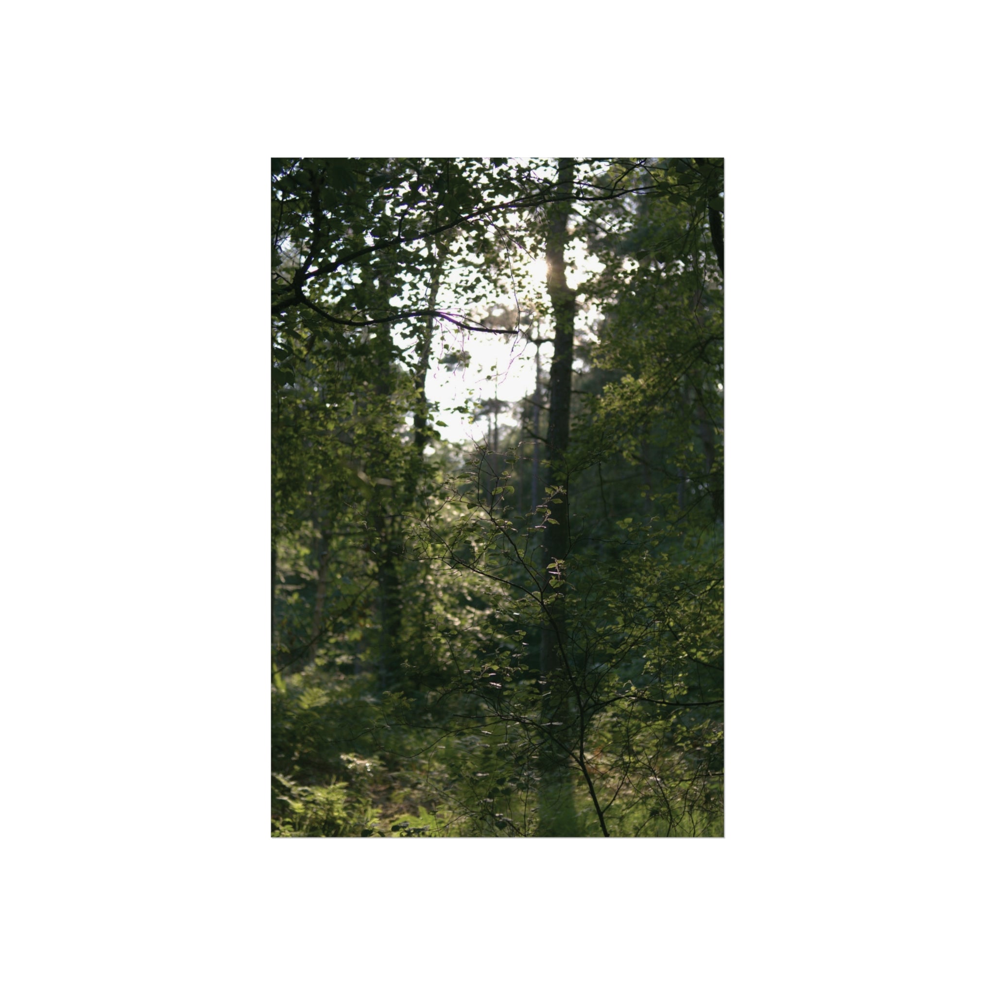 Waldlicht Kunstdruck-Poster — Wandkunst mit Sonnenbeschienener Waldlandschaft