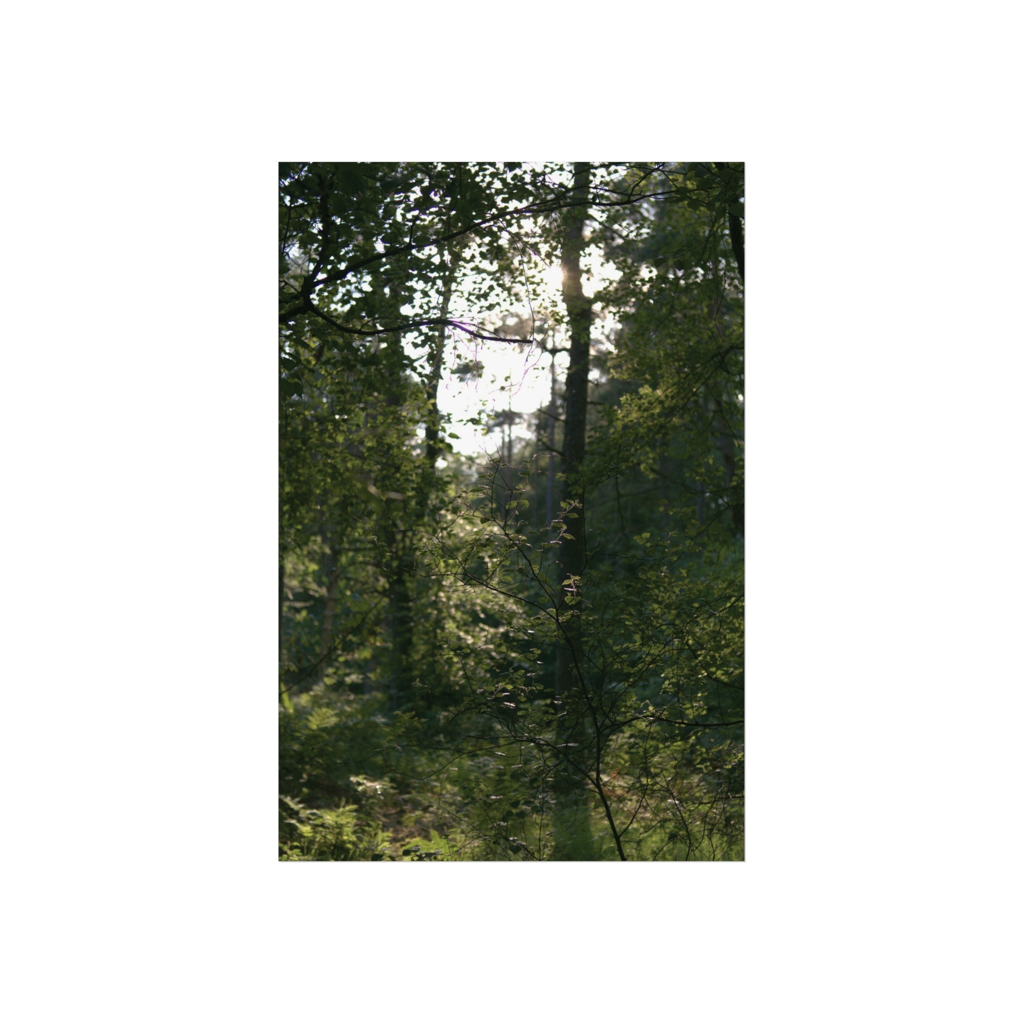 Waldlicht Kunstdruck-Poster — Wandkunst mit Sonnenbeschienener Waldlandschaft