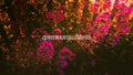 Fleurs sauvages en mouvement | Photographie d'art abstraite