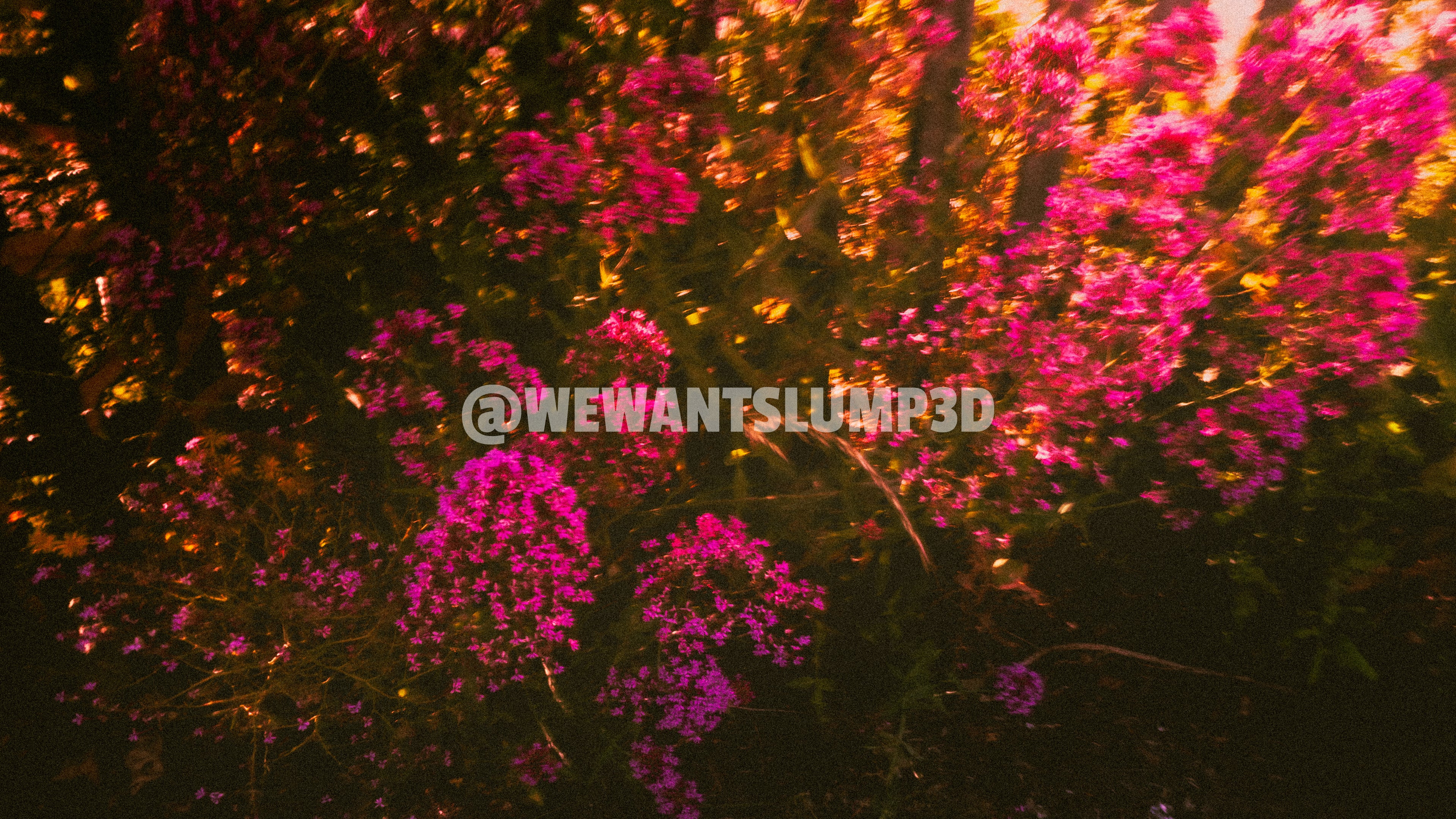 Fleurs sauvages en mouvement | Photographie d'art abstraite