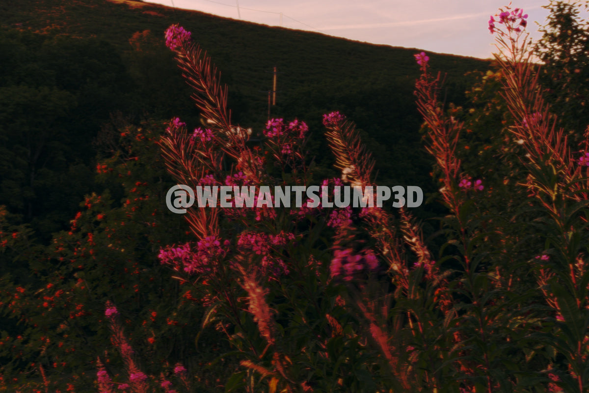 Pink Wildflowers Glowing At Golden Hour On Hillside | Fine Art Nature Photography