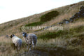 Two Sheep On Grassy Hillside With Stone Wall | Fine Art Countryside Photography