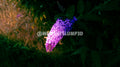 Buddleia sous la lumière dorée | Photographie d'art nature