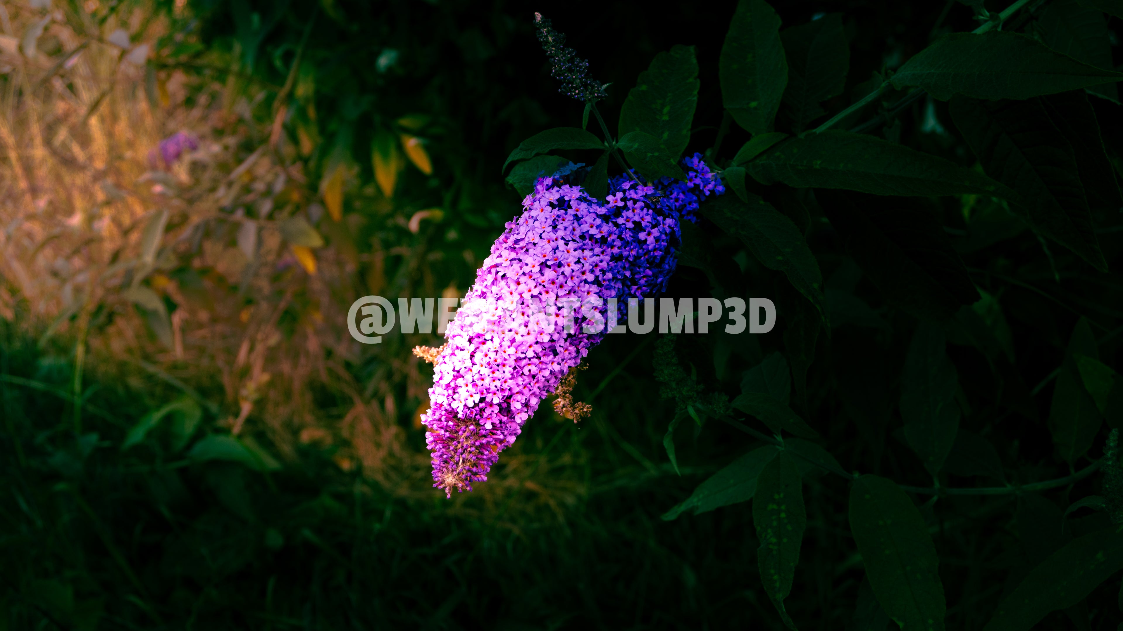 Buddleia sous la lumière dorée | Photographie d'art nature