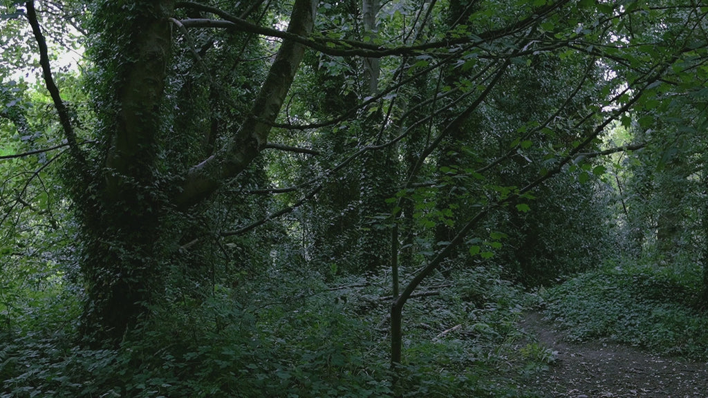English Nature B-Roll Pack: Countryside Fields & Dense Woodland (4 Clips)