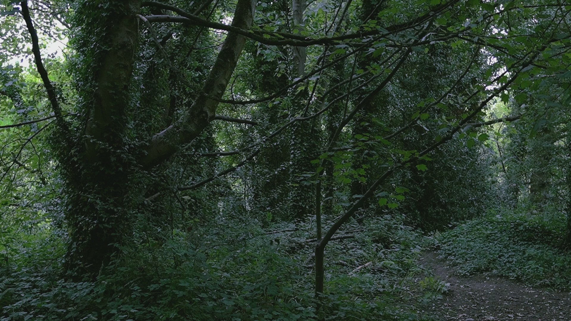 English Nature B-Roll Pack: Countryside Fields & Dense Woodland (4 Clips)