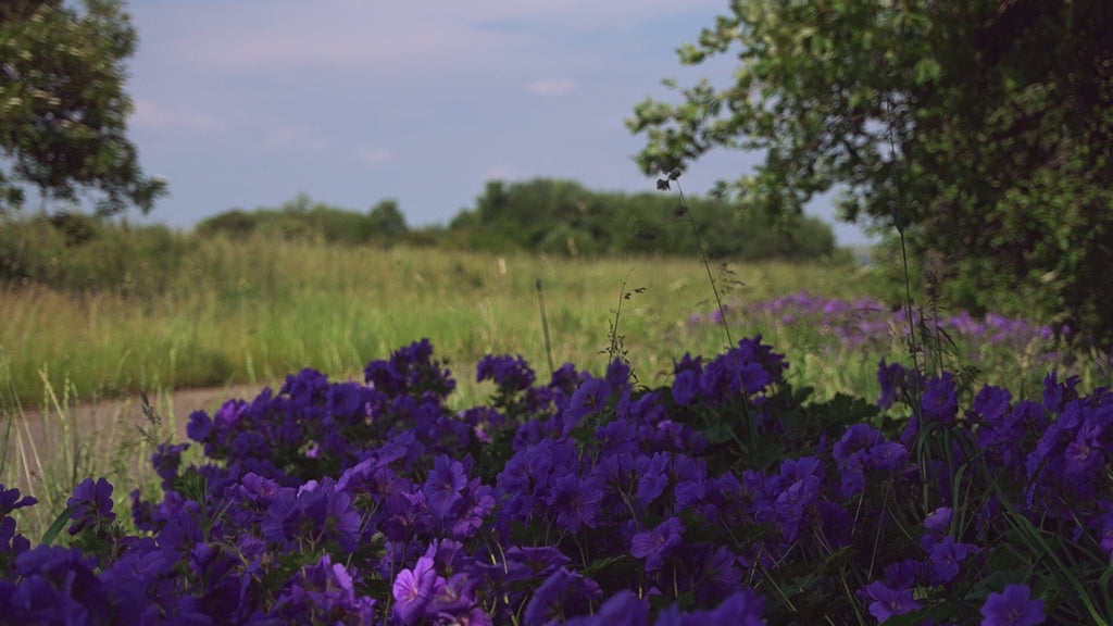English Nature B-Roll Pack: Countryside Fields & Dense Woodland (4 Clips)