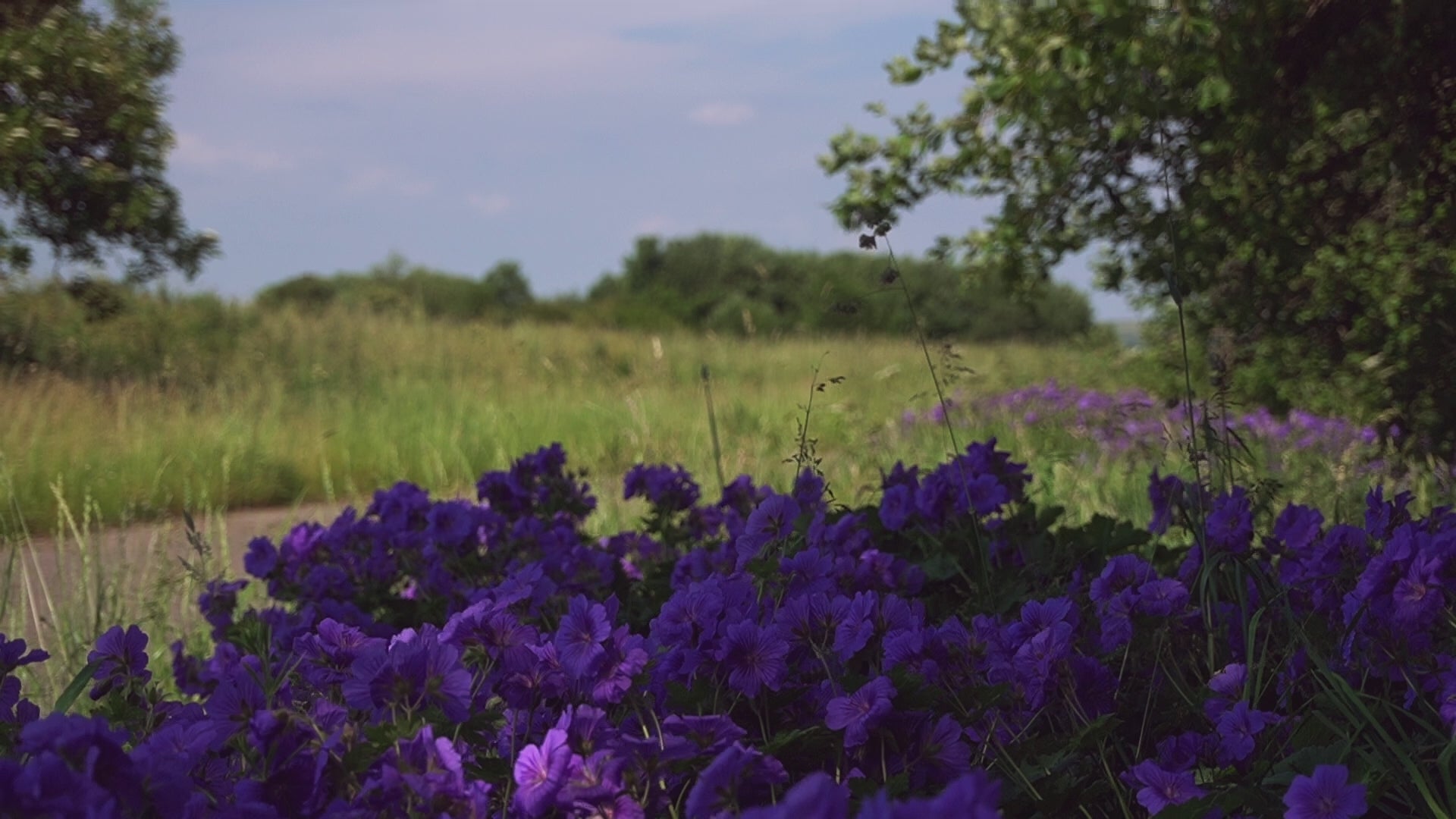 English Nature B-Roll Pack: Countryside Fields & Dense Woodland (4 Clips)