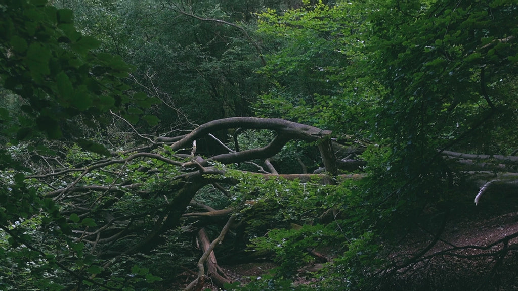 English Nature B-Roll Pack: Countryside Fields & Dense Woodland (4 Clips)