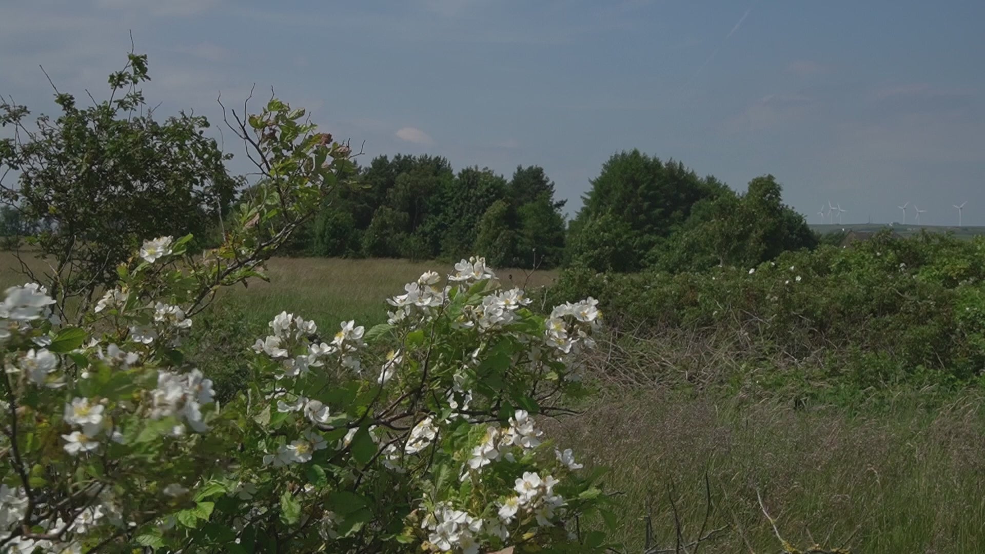 English Nature B-Roll Pack: Countryside Fields & Dense Woodland (4 Clips)