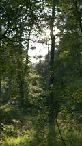 Sunlight Glowing Through Woodland Trees | Fine Art Woodland Photography