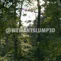 Sunlight Glowing Through Woodland Trees | Fine Art Woodland Photography