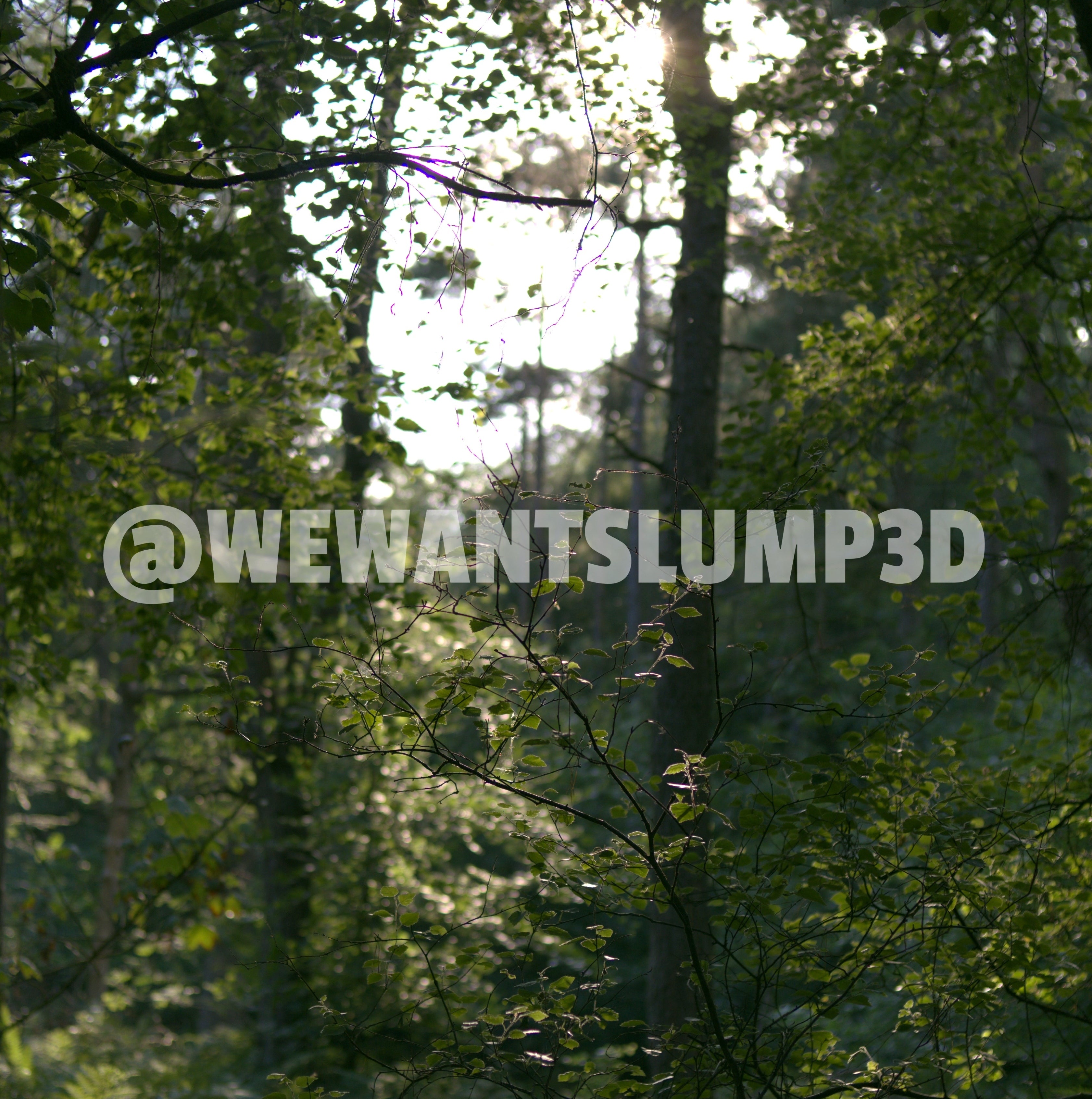 Sunlight Glowing Through Woodland Trees | Fine Art Woodland Photography